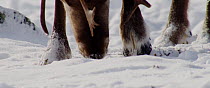 Tilt down, close up shot of Reindeer (Rangifer tarandus) moving snow with hoof to find food and feeding, Finland, April.