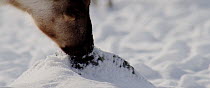 Close up of Reindeer (Rangifer tarandus) feeding on a patch of lichen, uncovered from under the snow, Finland, April.