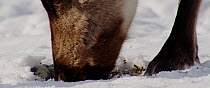 Close up of Reindeer (Rangifer tarandus) feeding on lichen under the snow, Finland, April.