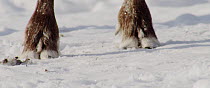 Close up of a Reindeer's (Rangifer tarandus) hooves as it walks away over snow, Finland, April.