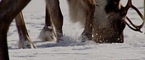 Reindeer (Rangifer tarandus) moving snow with its hoof to find food and feed, Finland, April.
