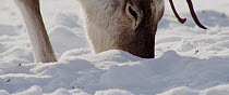 Reindeer (Rangifer tarandus) using its hoof to move snow and find food, Finland, April.