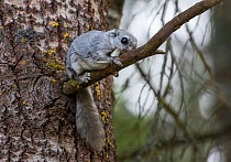 Siberian flying squirrel (Pteromys volans), on branch, Lapua Finland, April. Note flat tail which helps steer when flying