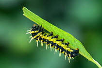 Giant silkworm moth (Epiphora intermedia) caterpillar. Kenya, Africa.
