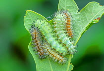 Io moth (Automeris io) caterpillars on Oak (Quercus sp) leaf. Montreal, Quebec, Canada. June. Controlled conditions.