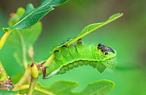 Saturniid moth (Lobobunaea phaedusa) caterpillar, final instar with leaf like appearance. Ashanti Region Ghana, Africa.Cangas de Onis,