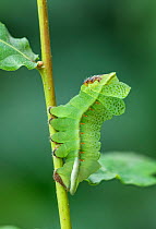 Saturniid moth (Lobobunaea phaedusa) caterpillar, final instar with leaf like appearance. Ashanti Region Ghana, Africa. Cangas de Onis,