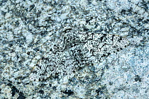 Peppered moth (Biston betularia) resting on rock, camouflaged. Banbridge, County Down, Northern Ireland, UK. July.