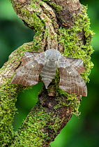Poplar hawk-moth (Laothoe populi) on Moss covered branch. County Down, Northern Ireland, UK. July.