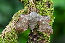 Poplar hawk-moth (Laothoe populi) on Moss covered branch.County Down, Northern Ireland, UK. July.