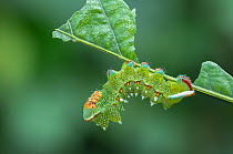 Deyrolle&#39;s emperor moth (Pseudimbrasia deyrollei) caterpillar feeding on leaf., Northern Region, Ghana.