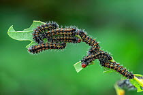 Deyrolle&#39;s emperor moth (Pseudimbrasia deyrollei) caterpillars, early instars feeding on leaf. Northern Region, Ghana.
