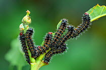 Deyrolle&#39;s emperor moth (Pseudimbrasia deyrollei) caterpillars, early instars feeding on leaf. Northern Region, Ghana.