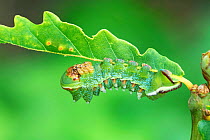 Deyrolle&#39;s emperor moth (Pseudimbrasia deyrollei) caterpillar feeding on Oak (Quercus sp) leaf. , Northern Region, Ghana.