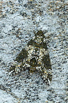 Rustic sphinx moth (Manduca rustica) resting on rock, Arizona, USA. May.
