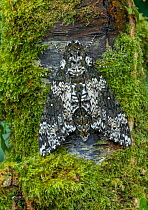 Rustic sphinx moth (Manduca rustica) resting on Moss covered tree trunk. Arizona, USA. May.