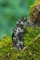 Rustic sphinx moth (Manduca rustica) resting on Moss covered tree trunk. Arizona, USA. May.