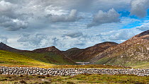 Drystone wall with dam wall of Silent Valley Reservoir in background, surrounded by mountains of Slieve Bearnagh, Ben Crom, Slieve Binnian, Slieve Lamagan and Slieve Commedagh. Mourne Mountains, Count...