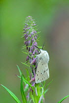 White ermine moth (Spilosoma lubricipeda) resting on Willowherb , County Down, Northern Ireland, UK. June.