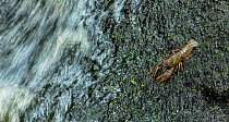 White-clawed crayfish (Austropotamobius pallipes) on Sillees River. Correl Glen National Nature Reserve, County Fermanagh, Northern Ireland, UK. July.