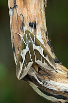 Barbary spurge hawk-moth (Hyles tithymali) resting on branch. Barranco de Nogales, La Palma, Canary Islands, Spain. June.