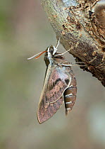 Barbary spurge hawk-moth (Hyles tithymali) resting on tree trunk. Barranco de Nogales, La Palma, Canary Islands, Spain. June.