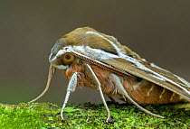Barbary spurge hawk-moth (Hyles tithymali), close up. Barranco de Nogales, La Palma, Canary Islands, Spain. June.