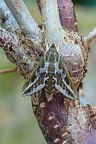 Barbary spurge hawk-moth (Hyles tithymali). Barranco de Nogales, La Palma, Canary Islands, Spain. June.
