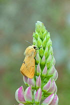 Buff ermine moth (Spilosoma lutea) resting on Lupin in garden, Banbridge, County Down, Northern Ireland, UK. June.
