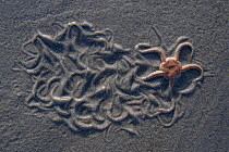 Brittlestar (Ophiura ophiura) washed up on sand beach, Bay of Somme, France, February.