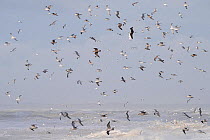 Flock of gulls (Larus sp) Cote d&#39;Opale, Bay of Somme, France, February.