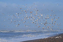 Flock of gulls (Larus sp) flying over seashore, Cote d&#39;Opale, Bay of Somme, France, February.