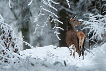 Red deer (Cervus elaphus) doe in winter snow, Vosges, France, January.