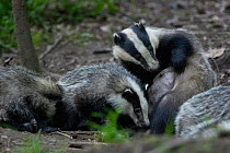 Badgers (Meles meles) interacting, Vosges, France, May.