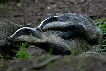 Badger (Meles meles) outisde sett interacting, Vosges, France, May.