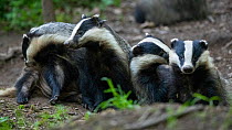 Badgers (Meles meles) at sett entrnce, interacting, Vosges, France, May.