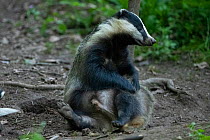 Badger (Meles meles) sitting up while grooming, Vosges, France, May.