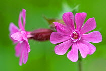 Red campion (Silene dioica) in flower, France, May.