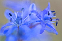 Alpine squill (Scilla bifolia) close up of flowers, France, March.
