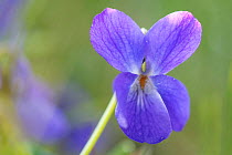 Wild violet, (Viola riviniana), Vosges, France, March.