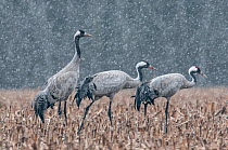 Common crane (Grus grus) three feeding in field in snow, Champagne, France, February.
