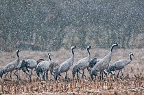 Common crane (Grus grus) flock feeding in field in snow, Champagne, France, February.
