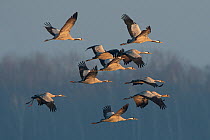 Common cranes (Grus grus) flock in flight, Lac du Der, Champagne, France, February.