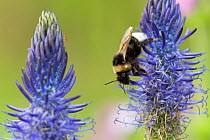 Bumblebee (Bombus) on Rampion flower (Phyteuma), France,May.