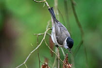 Marsh tit (Poecile palustris) with insect prey, France, May.