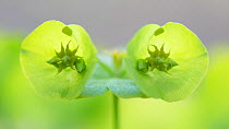 Close up of Spurge flower (Euphorbia sp) France, April.