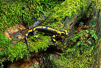 Fire salamander (Salamandra salamandra) Mercantour National Park, Provence, France, March