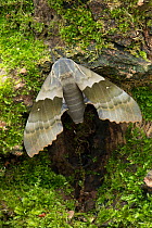 Modest sphinx moth (Pachysphinx modesta) Isle of Marinduque, Philipines, Controlled conditions