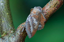 Moth (Phyllodesma japonica) Saint Petersburg, Russia, Controlled conditions