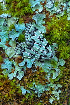 Scarce Merveille du Jour moth (Moma alpium) camouflaged against lichen,Beetzseeheide, Germany, March